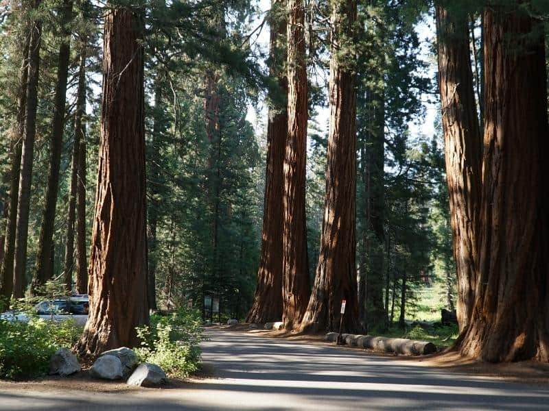A paved road cutting through a grove of Giant Sequoia trees in the Giant Forest Area - the most popular Sequoia lodging area in Sequoia National Park