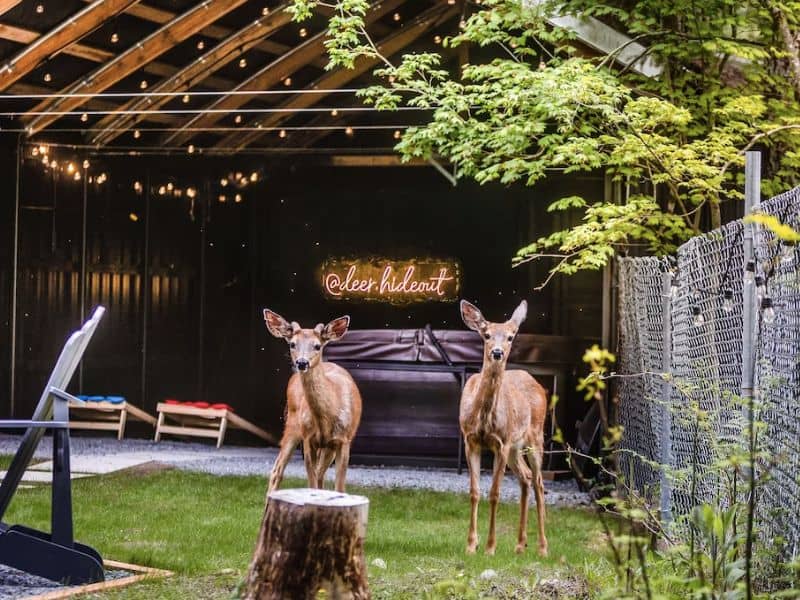 Two deer in a back yard with a covered hot tub and corn hole with a lit up sign saying 