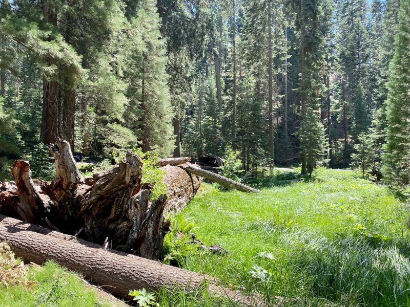 Meadow with a downed sequoia tree along the Big Trees Trail in Sequoia National Park, CA.