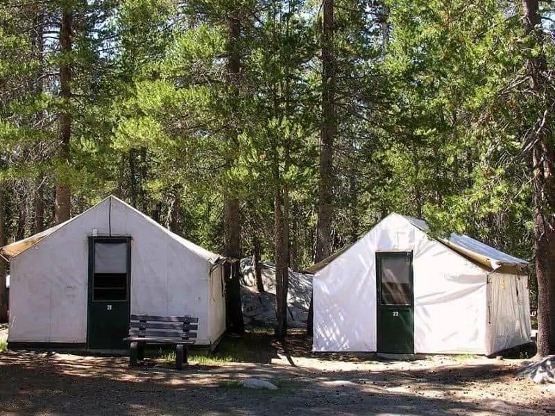 Two white canvas tent cabins with green doors set amidst tall pine trees at White Wolf Lodge in Yosemite National Park, offering a rustic glamping experience.