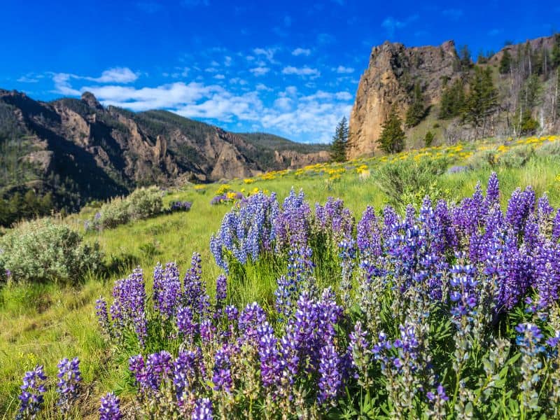 Foreground of purple wildflowers with a backdrop of rugged cliffs and a blue sky in Yellowstone National Park.