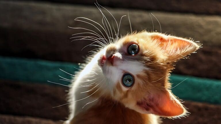 12 Tiny Tricks Cats Use to Hijack Your Heart