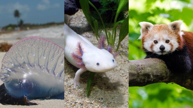 15 Real-World Animals That Feel Like Escaped Pokémon