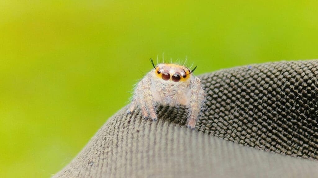 Eight Spiders Swallowed in Your Sleep