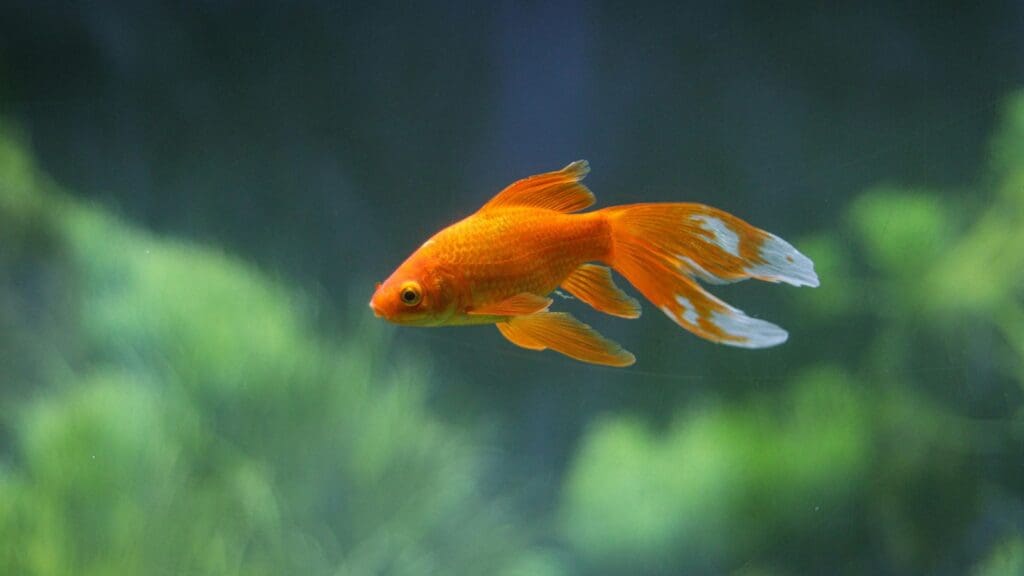 Goldfish Have Three-Second Memories