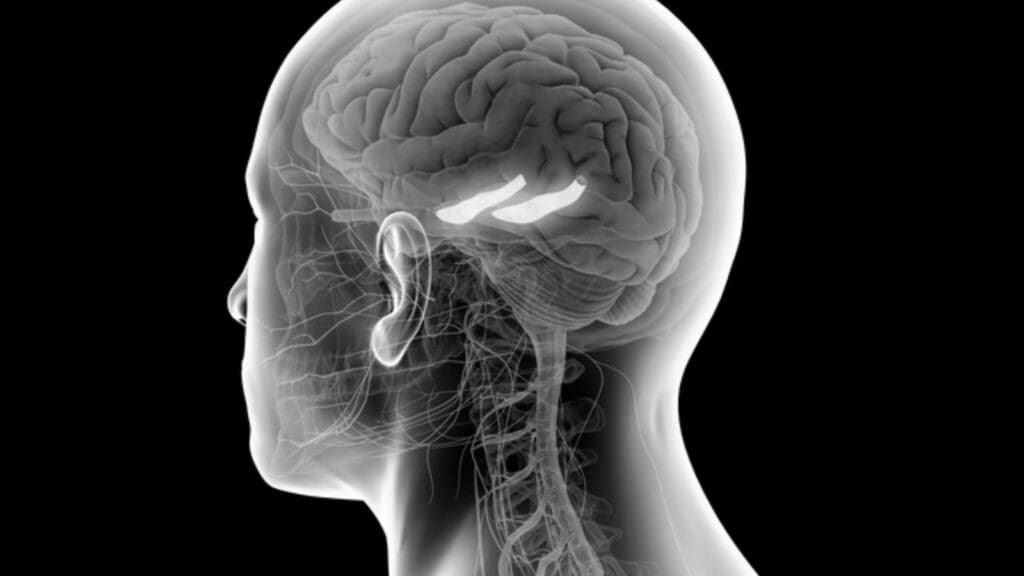 Humans Use Ten Percent of Their Brain