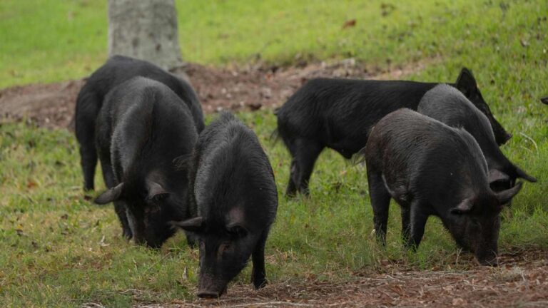 Planning a Trip? These 12 U.S. States Are Seeing a Surge in Feral Hogs